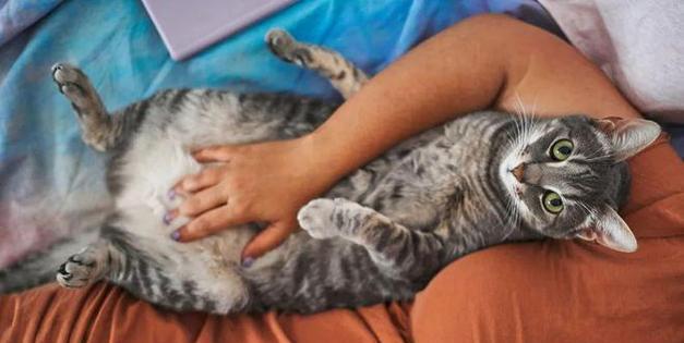 猫咪长大后变得不黏人了，你知道原因吗？（解读猫咪成长过程中不黏人的背后原因及应对方法）
