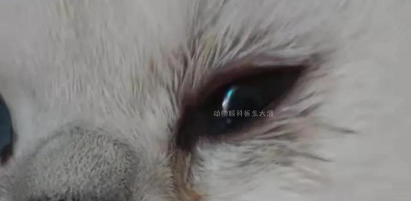 猫咪眼睛发红的原因及解决方法（了解猫咪眼睛发红的两个主要因素）