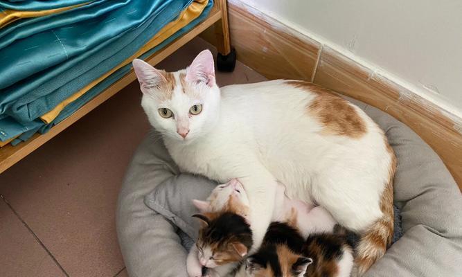 母猫疏于照料小猫的危害与应对（探究母猫长时间不照料小猫的后果及解决办法）