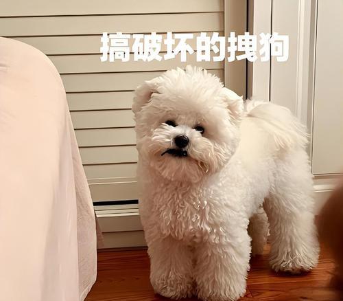 比熊犬没胃口的可能原因及解决方法（寻找比熊犬没有胃口的原因，针对性地解决问题）