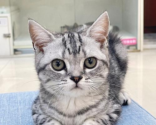 猫咪的香气之谜（揭秘猫咪身上的独特气味，为你带来惊喜与好奇）