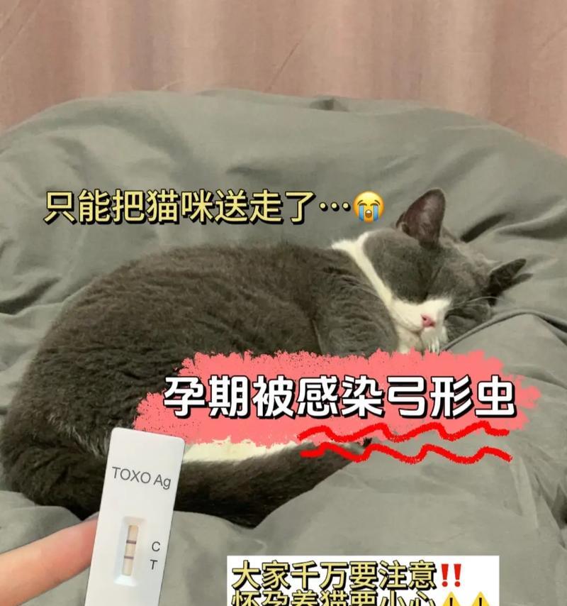 猫猫孕期（了解猫猫孕期的恢复时间和注意事项）