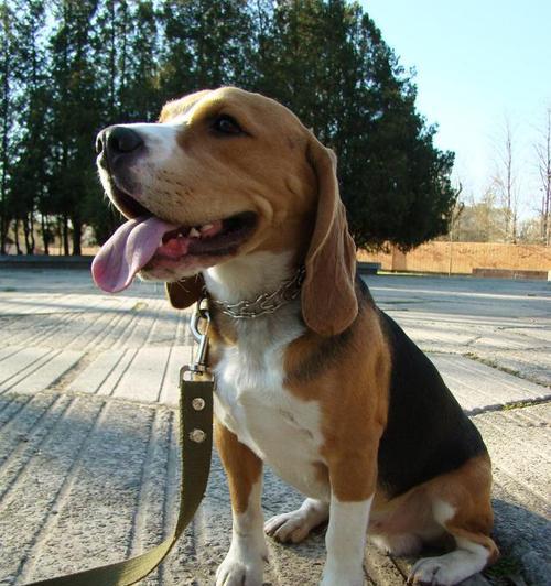 探索十种适合作为宠物犬的大小型犬（了解各种犬种并选择最适合你的宠物犬）