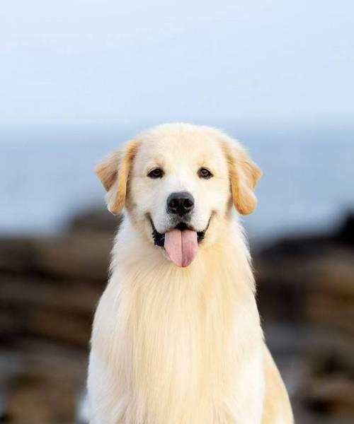 金毛犬的繁殖周期及每胎产仔数（金毛犬的繁殖特点与规律）