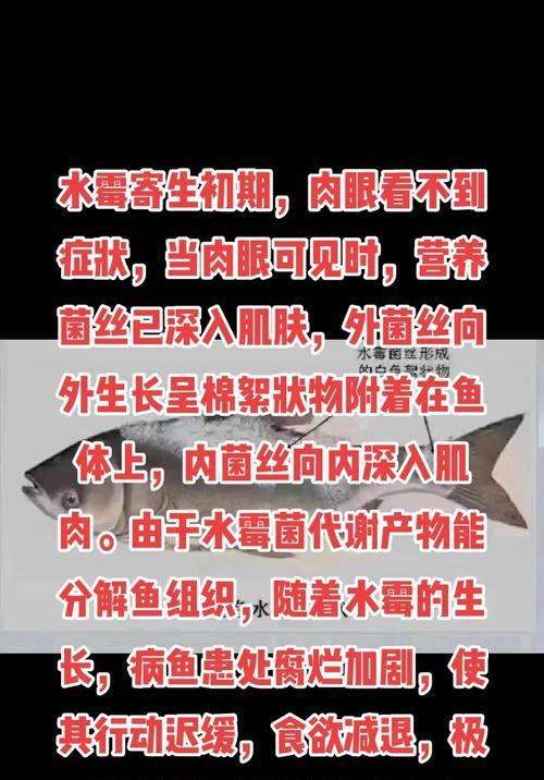金鱼常见病症分析及治疗方法（了解金鱼白点病与打粉病的区别及治疗方法）