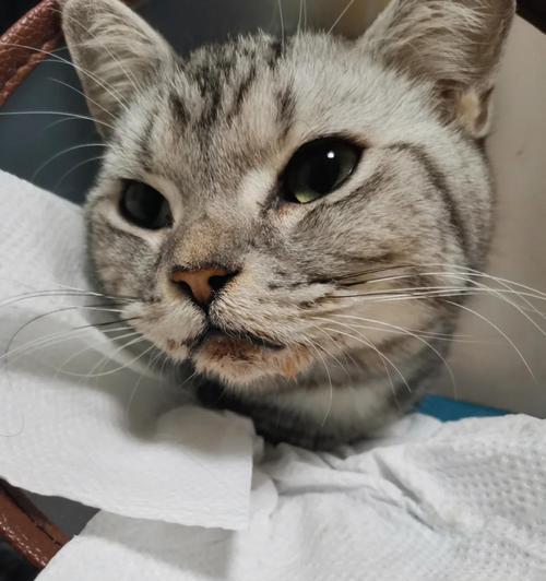 猫咪食欲不振的10个可能原因（解密为什么猫咪一直不吃饭的现象）