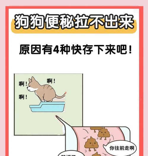小狗进食后的排便时间（从吃到拉屎，小狗需要多久？）