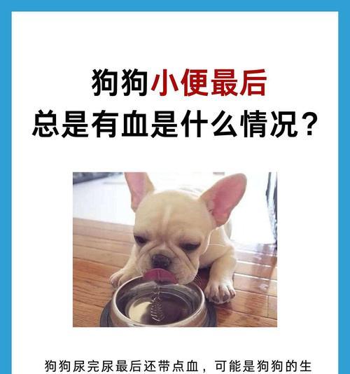 狗狗频繁小便的原因及解决方法（探索狗狗尿频的成因与如何应对）