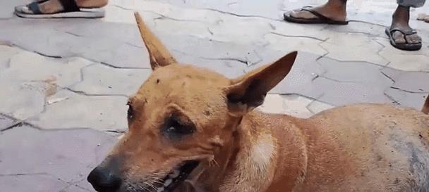 以狗狗羊水破狗多久生为主题的分娩过程详解（探讨狗狗羊水破裂到分娩的时间，了解其中的关键因素）