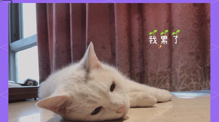 猫咪的过度饮食潜藏的隐患（控制力差引发的健康问题）