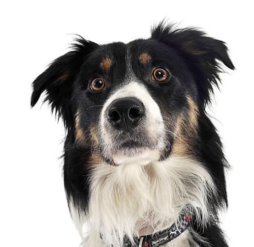 边境牧羊犬选购避坑指南（了解边境牧羊犬的七个坑，避免后悔无法自拔）