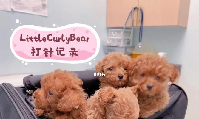 小泰迪的疫苗接种时间表（了解小泰迪接种疫苗的最佳时间和注意事项）