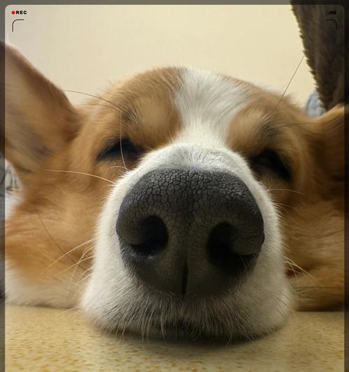 狗的睡眠需求及其重要性（狗应该睡多久？让我们了解一下）