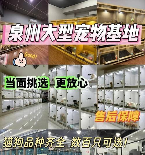 探索宠物店官网（发现最新宠物用品和服务的一站式购物平台）