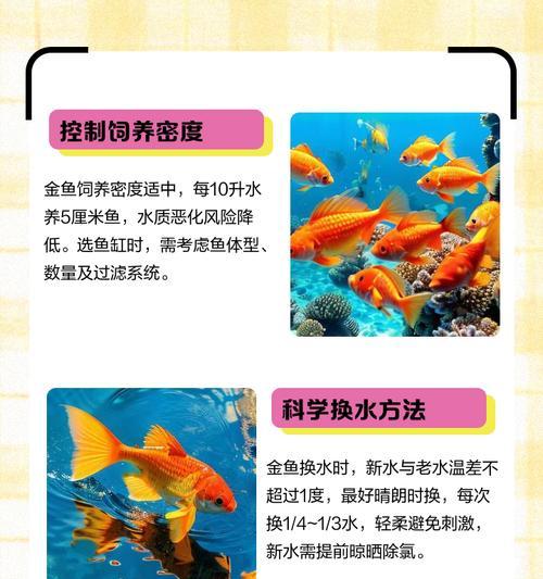 如何科学喂养金鱼（换水前适时喂食金鱼的最佳时间）