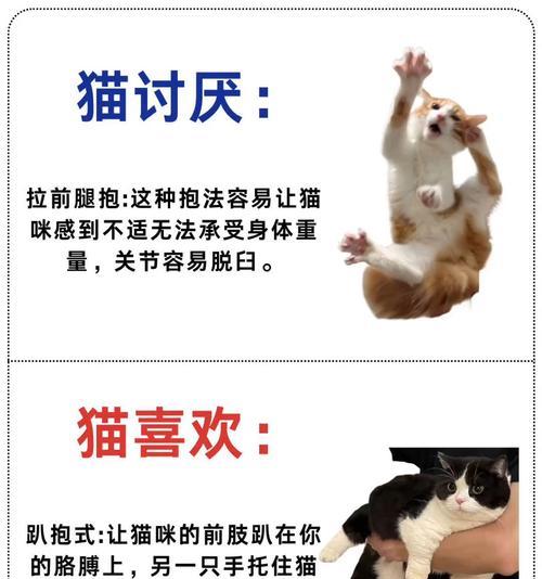 猫的讨厌行为大揭秘（探究猫咪调皮行为的原因和应对方法）