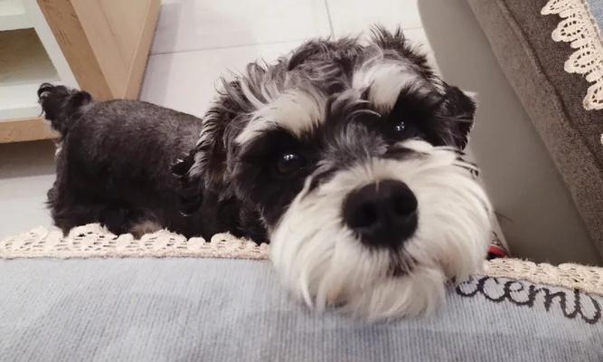 小老头与雪纳瑞犬（雪纳瑞犬——小型犬中的独行侠）
