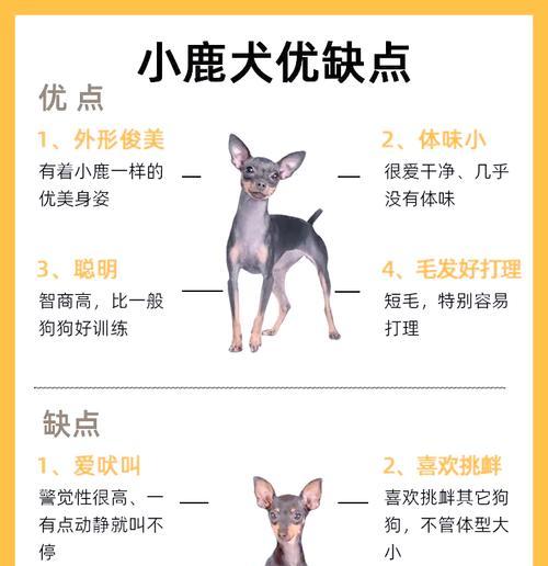 鹿狗耳朵立起来的奥秘解析（揭开鹿狗耳朵竖立的时间之谜）