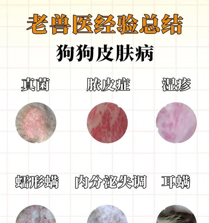 狗与皮肤病（探索狗所带来的皮肤病的种类和预防措施）