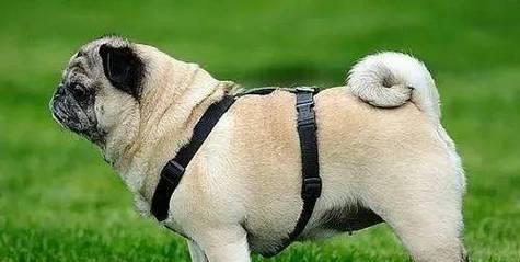 探寻以巴哥犬名字的世界（以巴哥犬名字的来源、意义和流行趋势）