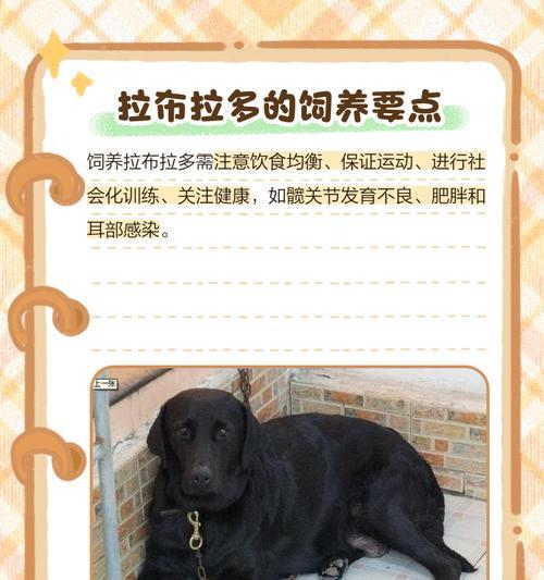 拉布拉多犬洗澡的最佳频率（了解拉布拉多犬洗澡的最佳时间和方法）
