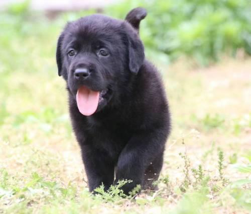 导盲犬的选择与训练（探索适合成为导盲犬的品种和特质）