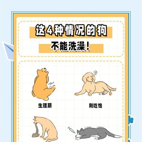 新带回来的狗狗，何时可以洗澡？（了解正确的时间和方法，让你的新狗狗洗澡更加安全舒适）