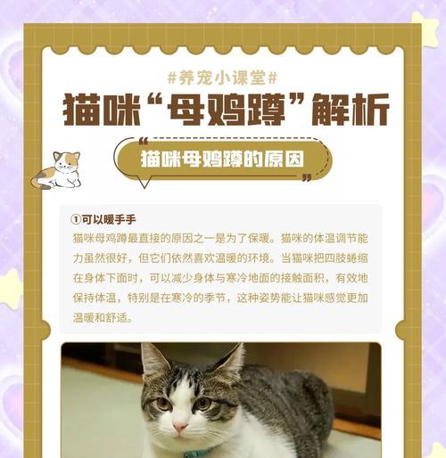 猫咪的生存问题和提供舒适空间的方法（为你的爱猫打造一个宜居的环境）