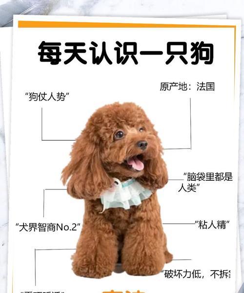 狗狗毛发变黄的原因与解决方法（保持狗狗毛发健康亮丽的秘诀）