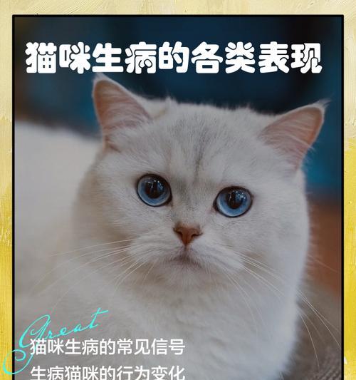 三招教你让猫咪多吃东西，恢复食欲（挑食猫咪不再困扰，三招帮你解决饮食问题）