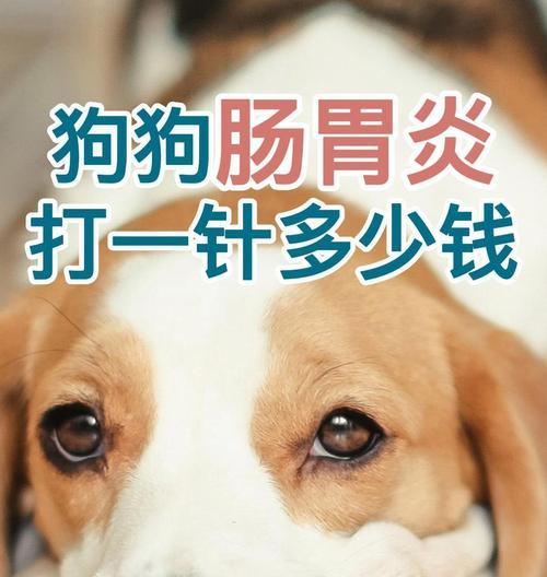狗狗肠道划伤后的康复时间（探究狗狗肠道划伤的康复速度及相关治疗方法）