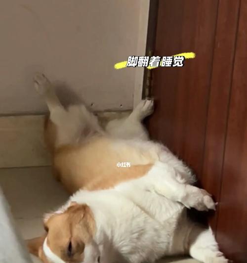 狗狗睡姿大揭秘！8种常见姿势你家狗狗都有吗？（揭秘狗狗睡姿的奥秘，看看你家狗狗是哪种睡姿吧！）