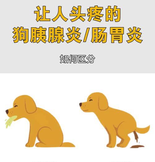 狗狗肠炎快好了的症状有哪些？（详解狗狗肠炎康复阶段的15个症状及其治疗方法）