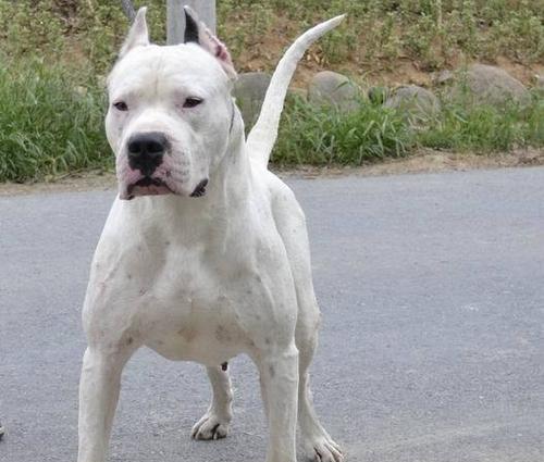 选择适合你的杜高犬类型（粗壮型杜高犬与结构流畅型杜高犬，哪个更适合你？）