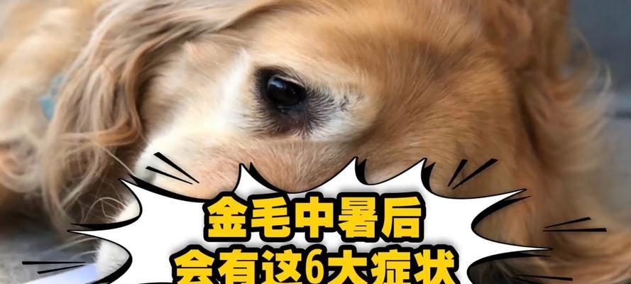 狗狗钾低的症状及处理方法（了解狗狗钾低的症状和如何应对）