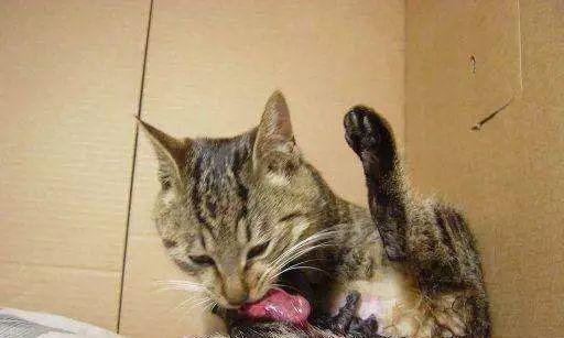 猫咪生产指南（-猫咪生产护理）