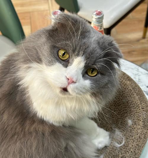 探秘以猫中柯基——矮脚猫的奇特品种（揭开矮脚猫的神秘面纱，了解其特点与饲养需求）