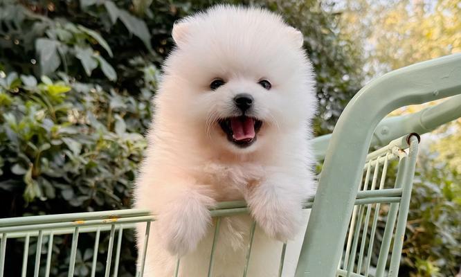 喂养博美幼犬的常见问题及解决方法（如何正确喂养你的可爱小博美？）