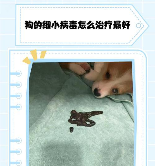 狗细小症状全解析（了解狗细小症状，守护宠物健康）