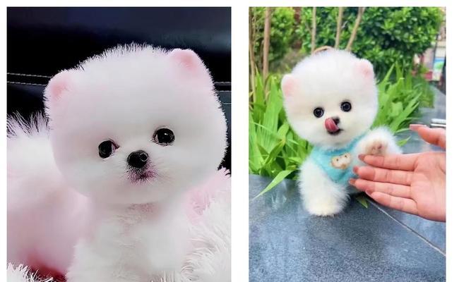茶杯犬的来源和缺点解析（小型犬品种的起源及存在的问题）