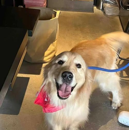 金毛犬换毛周期及原因解析（了解金毛犬换毛周期，让宠物更舒适）