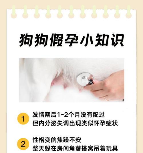 金毛犬何时可以以肉为主食？（以肉为主食适合金毛犬的时间和注意事项）