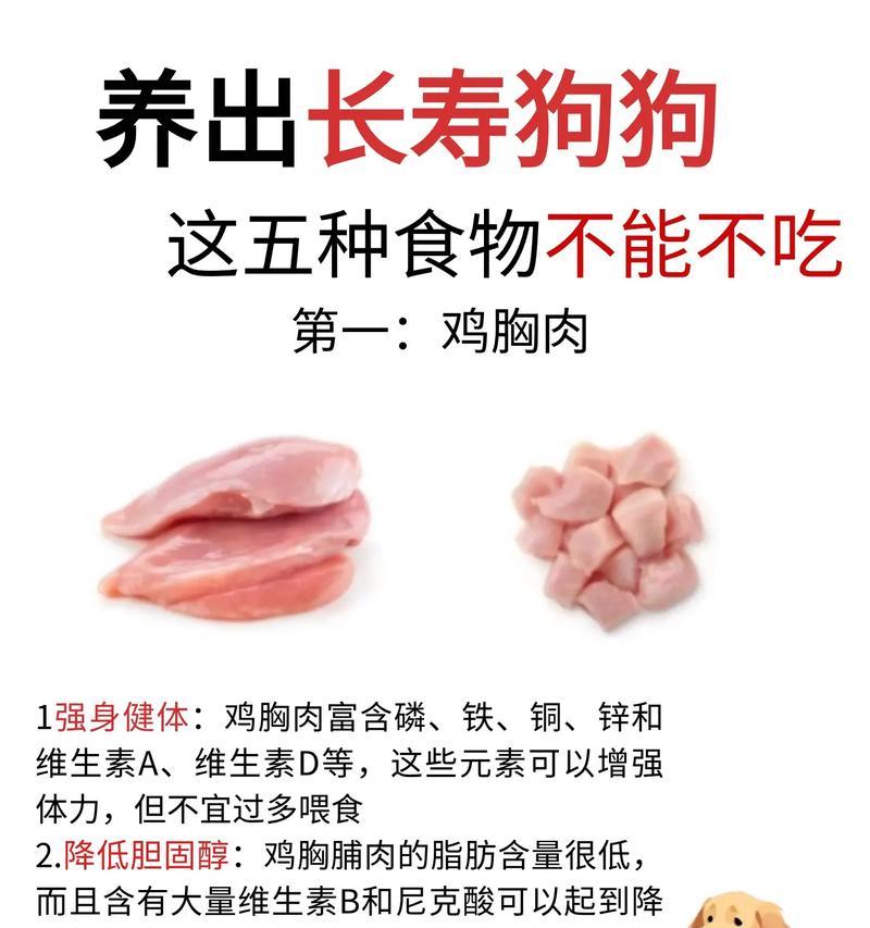 狗狗消化时间揭秘（了解狗狗消化时间，帮助你更好地照顾它们）