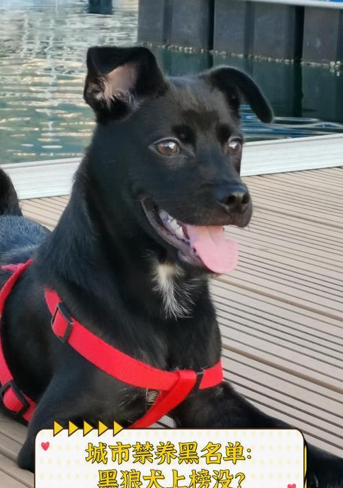 上海市哪些犬只禁止饲养？（了解上海市禁养犬只的规定与原因）