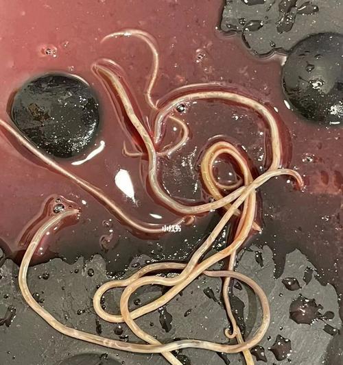 犬内细小病毒存活期限的研究（探索犬内细小病毒在不同环境中的存活能力）