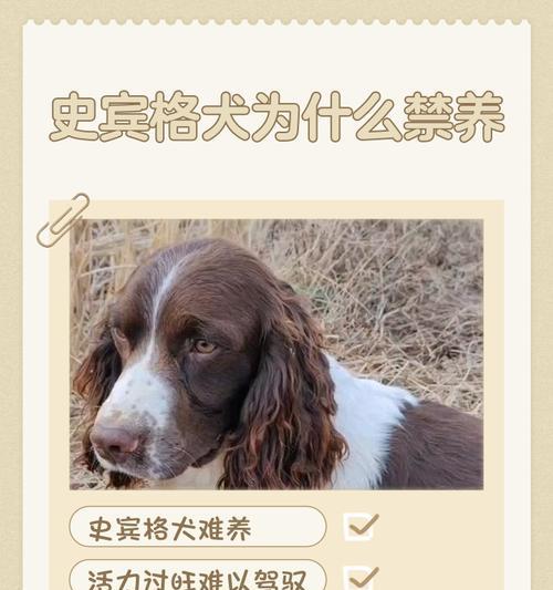 如何养好史宾格犬？（史宾格犬的喂养方法解析）