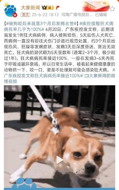 狗狗狂犬病的病发期症状解析（症状与预防措施，让宠物远离狂犬病的威胁）