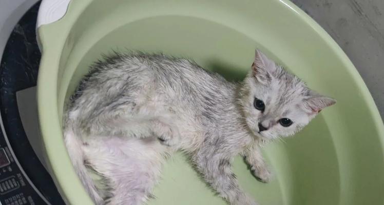 猫咪需要洗澡吗？常洗澡的坏处是什么？