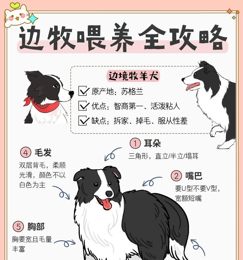 边境牧羊犬（了解边境牧羊犬的特点和魅力）