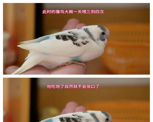 鹦鹉雏鸟喂养频率的重要性（确保健康成长的关键）